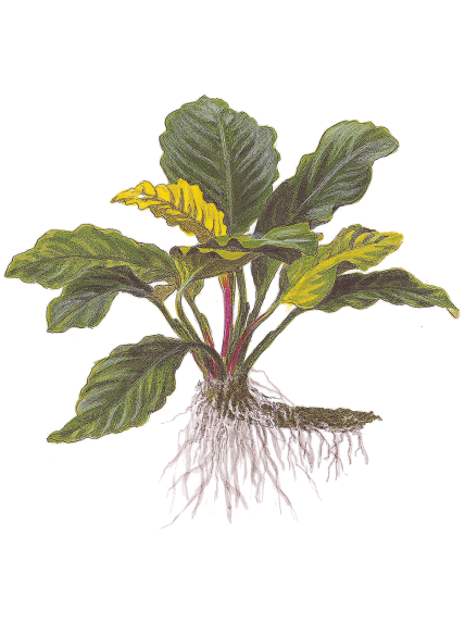 Anubias barteri 'Coffeefolia' en maceta 2