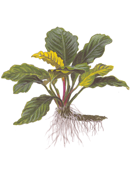 Anubias barteri 'Coffeefolia' en maceta