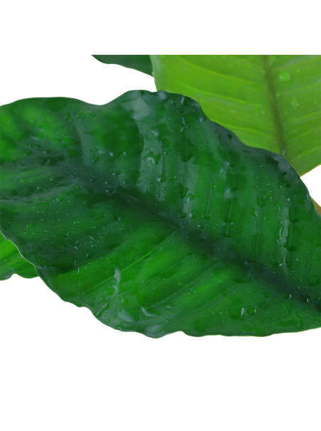 Anubias barteri 'Coffeefolia' en maceta