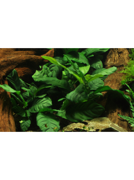 Anubias barteri 'Coffeefolia' en maceta