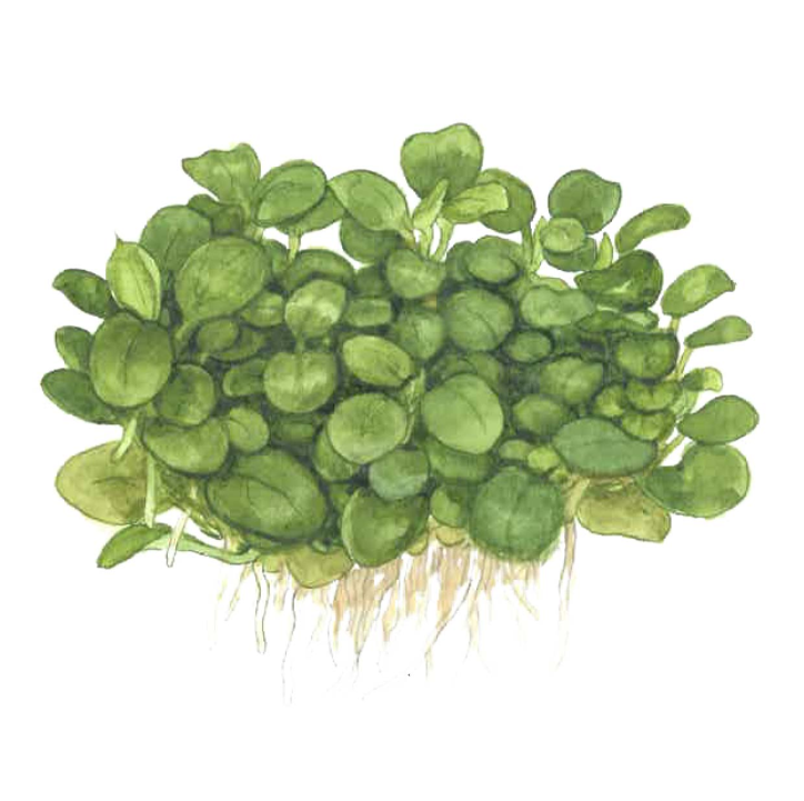 Anubias barteri 'Mini Coin' 1-2Grow!
