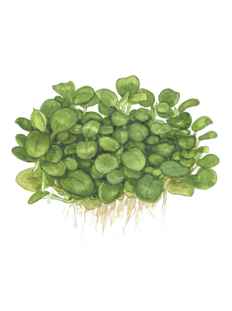 Anubias barteri 'Mini Coin' 1-2Grow!