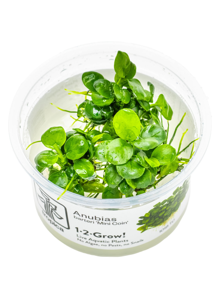 Anubias barteri 'Mini Coin' 1-2Grow!