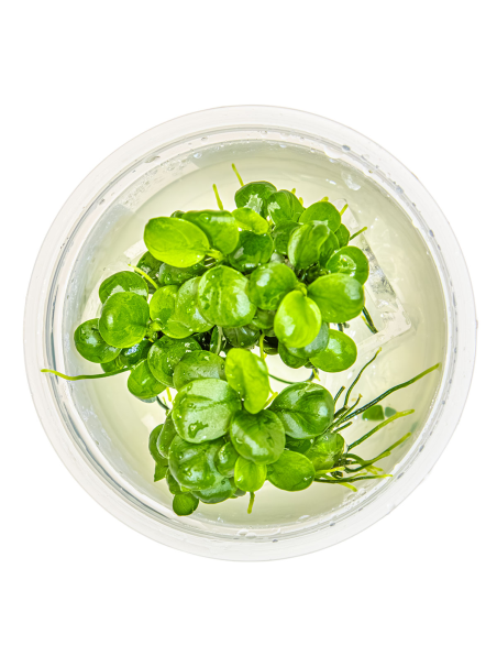 Anubias barteri 'Mini Coin' 1-2Grow!