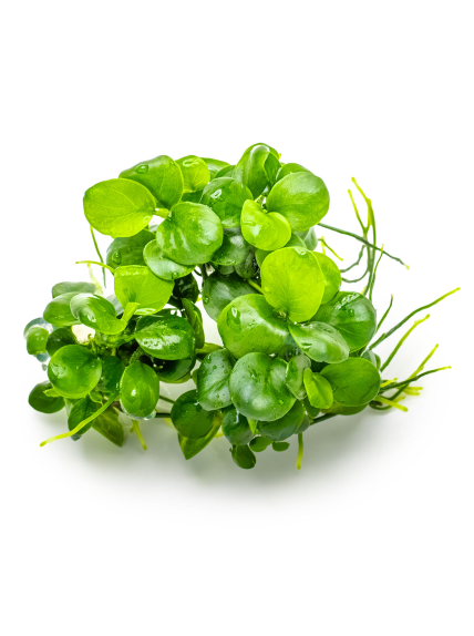 Anubias barteri 'Mini Coin' 1-2Grow! 2