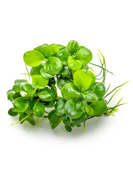 Anubias barteri 'Mini Coin' 1-2Grow!