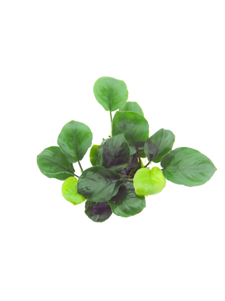 Anubias barteri Coin Leaf en CLIP