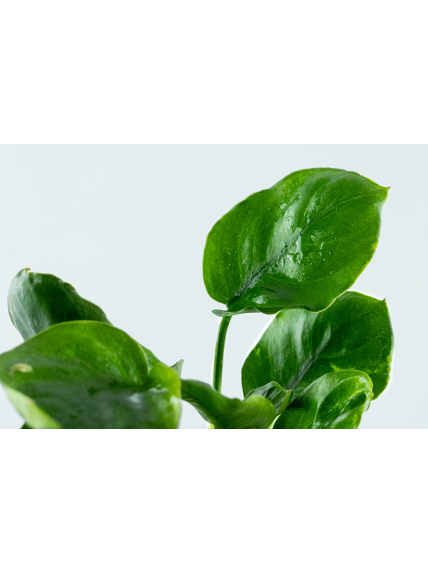 Anubias barteri Coin Leaf en CLIP 2