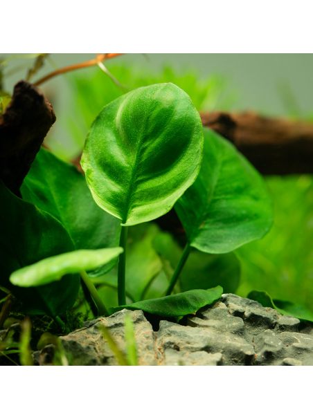 Anubias barteri Coin Leaf en CLIP