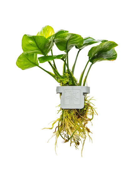 Anubias barteri Coin Leaf en CLIP