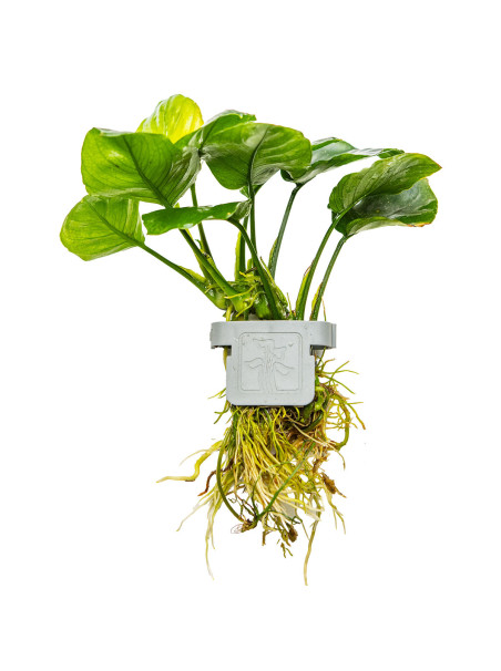 Anubias barteri Coin Leaf en CLIP