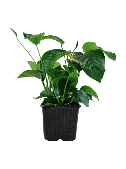 Anubias barteri var caladiifolia XL