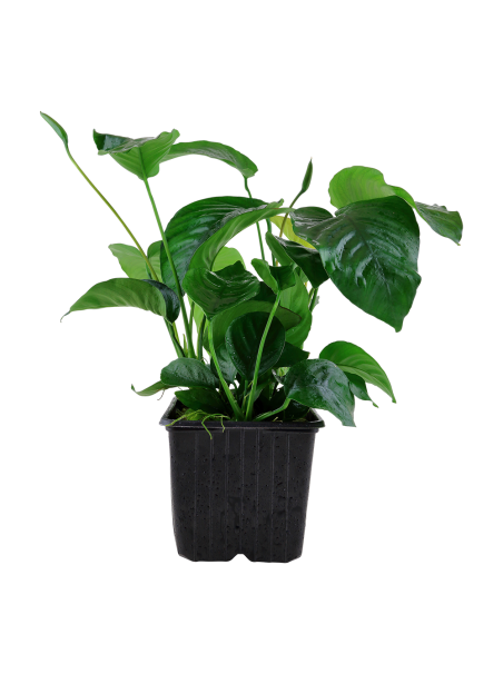 Anubias barteri var caladiifolia XL