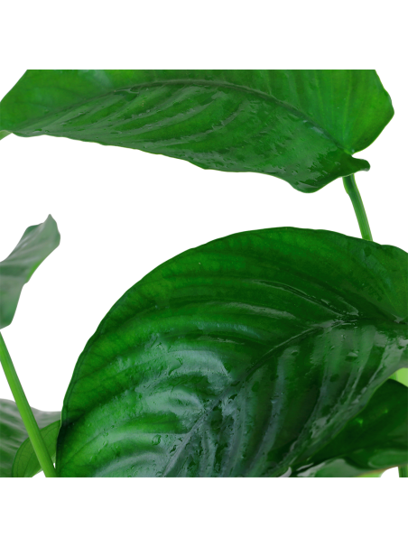 Anubias barteri var caladiifolia XL