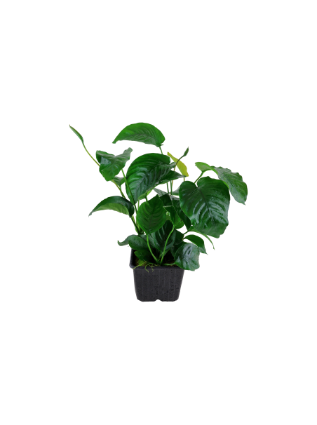 Anubias barteri var caladiifolia XL