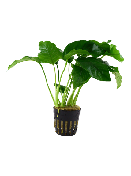 Anubias barteri var. barteri en maceta