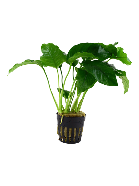 Anubias barteri var. barteri en maceta
