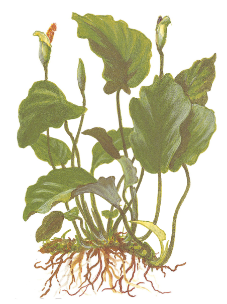 Anubias barteri var. barteri en maceta