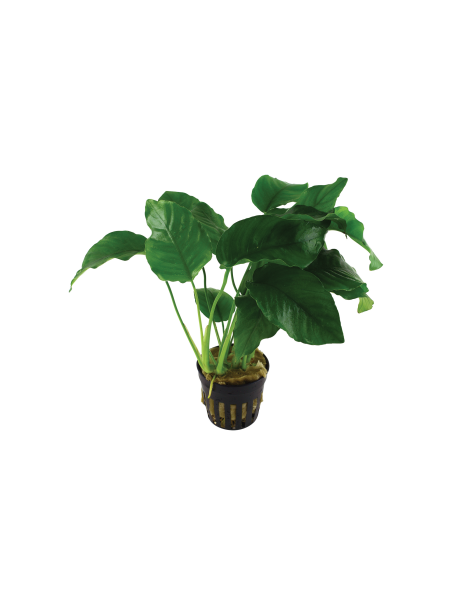 Anubias barteri var. barteri en maceta