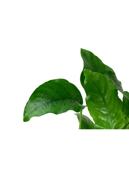 Anubias barteri var. barteri en maceta 2