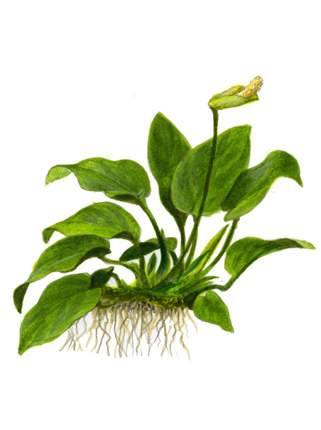 Anubias barteri var. nana en maceta