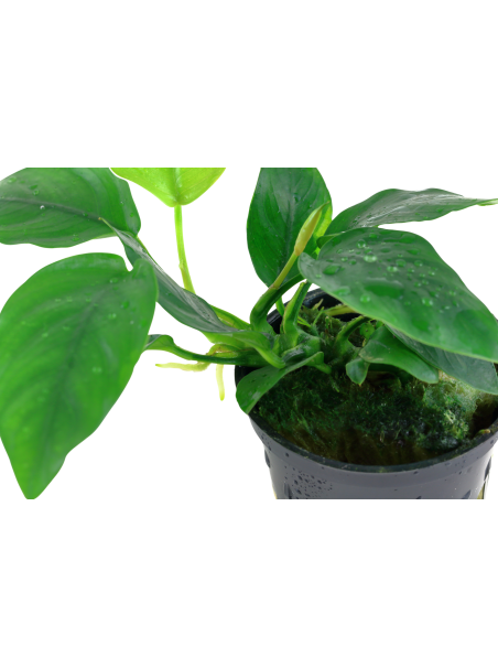 Anubias barteri var. nana en maceta