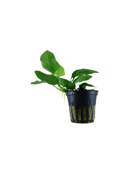 Anubias barteri var. nana en maceta