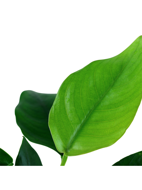 Anubias barteri var. nana en maceta