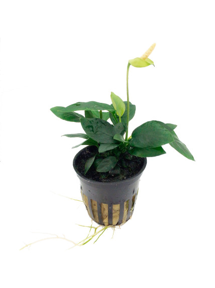 Anubias barteri var. nana en maceta 2