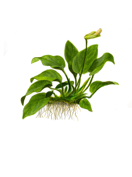 Anubias barteri var. nana 1-2Grow!