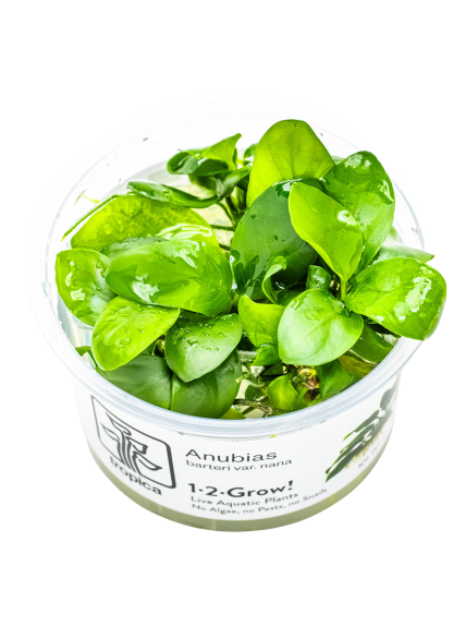 Anubias barteri var. nana 1-2Grow!