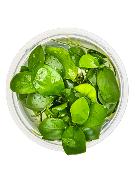 Anubias barteri var. nana 1-2Grow!