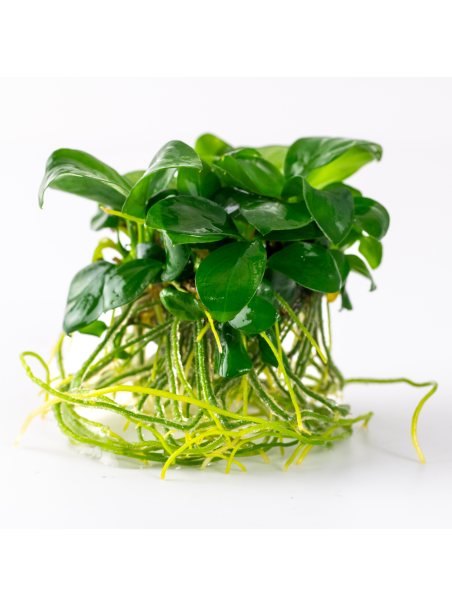 Anubias barteri var. nana 1-2Grow!