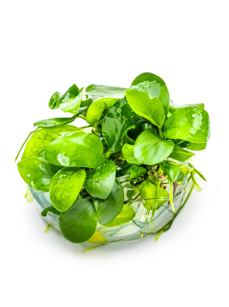 Anubias barteri var. nana 1-2Grow!