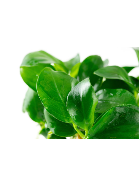 Anubias barteri var. nana 1-2Grow!