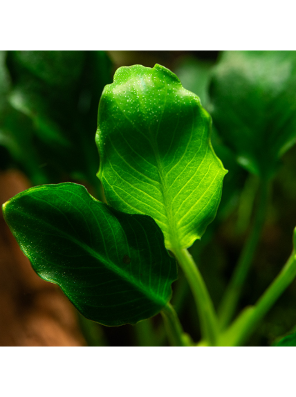 Anubias barteri var. nana KIRIN en CLIP 2