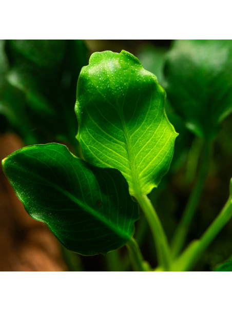 Anubias barteri var. nana KIRIN en CLIP