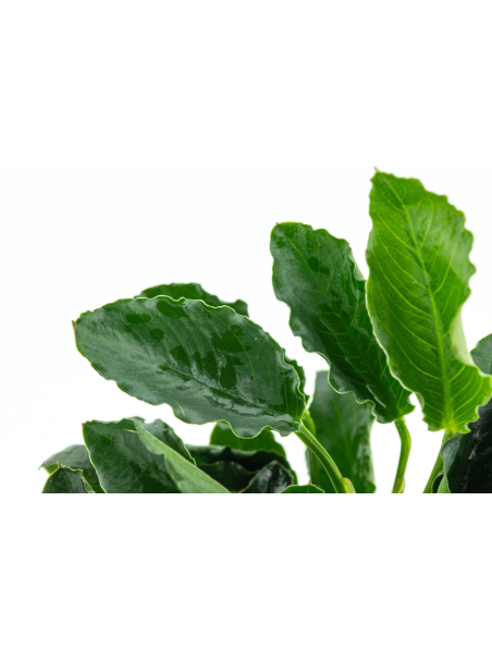 Anubias barteri var. nana KIRIN en CLIP