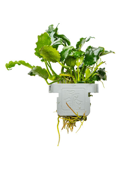 Anubias barteri var. nana KIRIN en CLIP