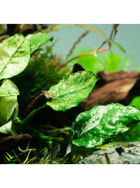 Anubias barteri var. nana PINTO en CLIP