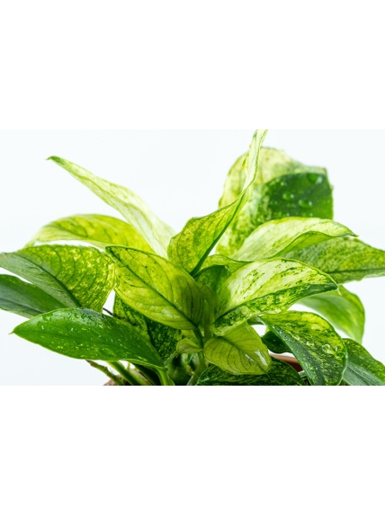 Anubias barteri var. nana PINTO en CLIP 2