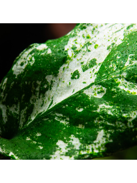 Anubias barteri var. nana PINTO en CLIP