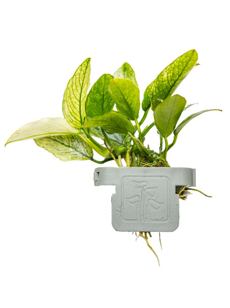 Anubias barteri var. nana PINTO en CLIP