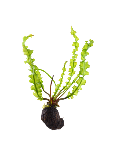 Aponogeton longiplumulosus - Bulbo