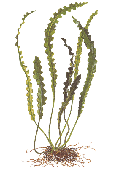 Aponogeton longiplumulosus - Bulbo 2