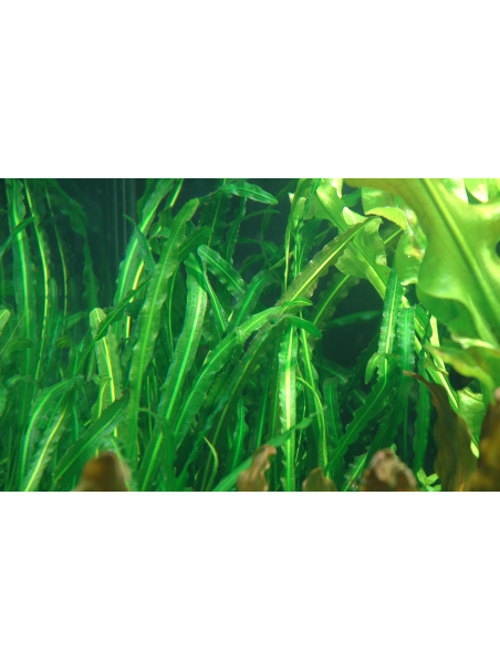 Aponogeton longiplumulosus - Bulbo