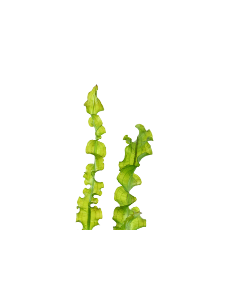 Aponogeton longiplumulosus - Bulbo