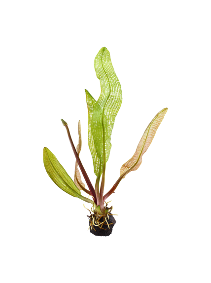 Aponogeton madagascariensis - Bulbo
