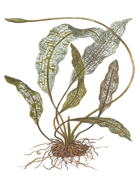 Aponogeton madagascariensis - Bulbo