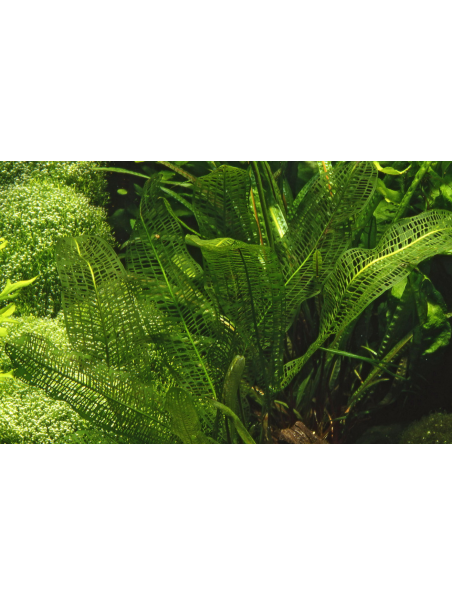 Aponogeton madagascariensis - Bulbo